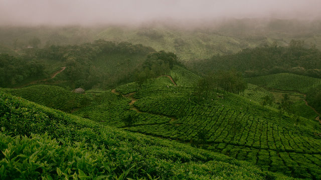 Plantage Grüner Tee