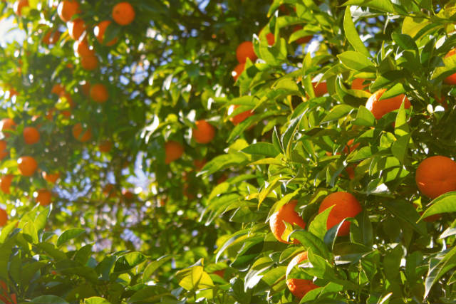 Orangen gegen Stress
