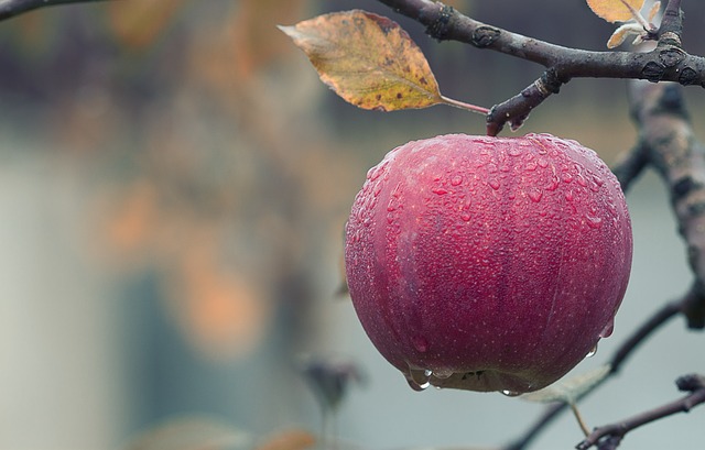 Roter Apfel
